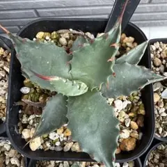 2025年最新】アガベ ジョーズの人気アイテム - メルカリ