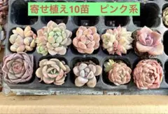 多肉植物 プラグ苗セット 寄せ植え エケベリア｜PG-set004 - メルカリ