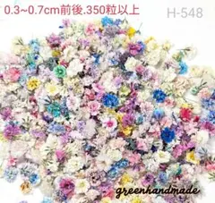 かすみ草　小さ目ミックス　ドライフラワー　H-548