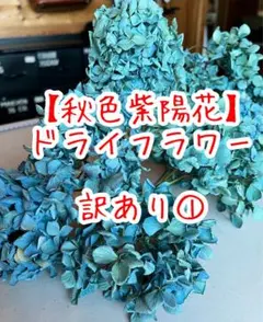 【リピ割】ハンドメイド 秋色紫陽花ドライフラワー パープル系11点 ※現品限り リピ割】ハンドメイド 秋色紫陽花ドライフラワー パープル系11点 ※現品