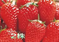 2025年最新】章姫 苗の人気アイテム - メルカリ