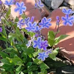 オンファロデススターリーアイズ - メルカリ