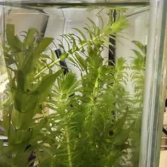 2026年最新】水草アナカリスの人気アイテム - メルカリ