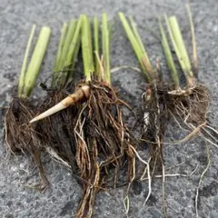 真菰葉700g 真菰葉700g 真菰葉700g