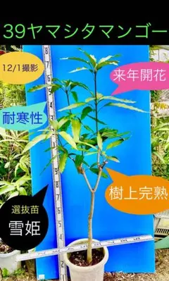 トヨ 29 ヤマシタマンゴー苗　耐寒性2本発送 2025年最新】マンゴー苗木の人気アイテム - メルカリ