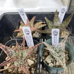 2025年最新】アガベ 子株 セットの人気アイテム - メルカリ