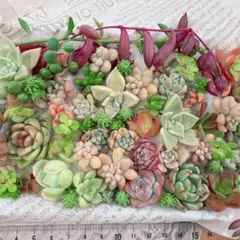 A多肉植物カット苗詰め合わせ
