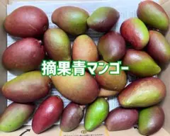 宮崎県産　摘花　グリーン　マンゴー　6.9キロ 宮崎県産・摘果マンゴー10キロ 【公式通販】