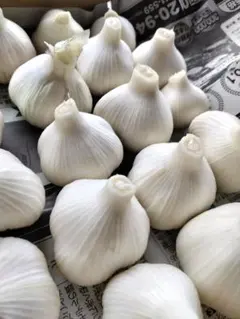期間限定！青森県産生にんにく　農家直送！のサムネイル