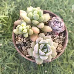 2026年最新】抜き苗の人気アイテム - メルカリ