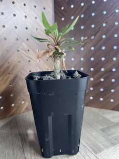 フォークイエリア　プルプシー　国内実生　コーデックス　塊根植物のサムネイル