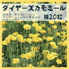 【ハーブの種】ダイヤーズカモミール種２０粒　花壇に映える鮮やかイエロー