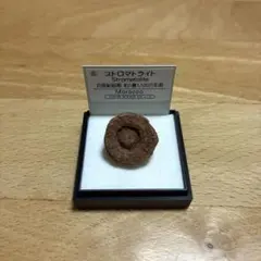 モロッコ産 ストロマトライト 化石