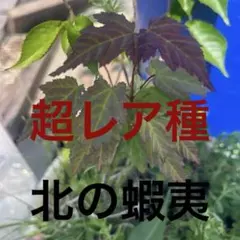 モミジ 立田川｜オオモミジ系 H90cm前後 紅葉 カエデ 鉢植え 苗木