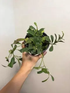 珍奇塊根植物ボスウェリア フレレアナ 実生株 鉢ごと発レア品種 - メルカリ