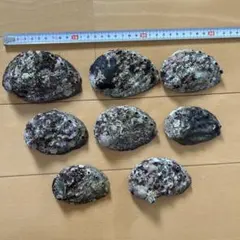 天然 エゾアワビの貝殻 8個セット インテリア
