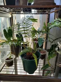 2025年最新】ディクソニア・アンタルクティカの人気アイテム - メルカリ