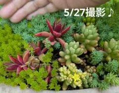 2026年最新】寄せ植え花の人気アイテム - メルカリ