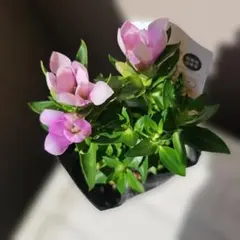 リンドウ　『桜孔雀』　9㎝ポット　耐寒性宿根草　山野草　竜胆