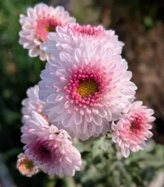 B お正月咲き・濃淡複色咲き小菊 ☆乙女桜☆ 菊苗・冬至芽・来季用！