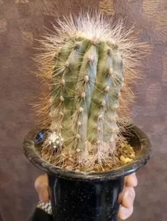 2026年最新】雷血丸の人気アイテム - メルカリ