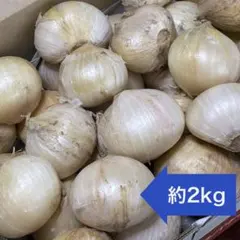 農薬不使用 ジャンボニンニク 約2.0kg 鹿児島県産 産地直送のサムネイル
