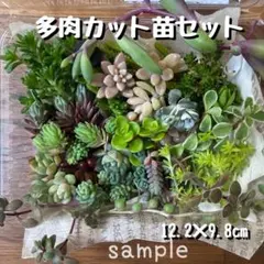特価‼️名前画像有❣️ セダムなど22種 カット苗セット 詰め合わせ 多肉 寄せ植えのサムネイル