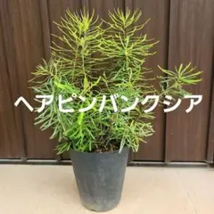 バンクシア スピヌロサ オーレア 鉢植え 苗 オージープランツ レア品種