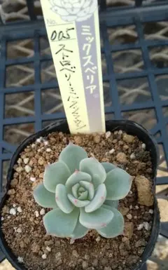 ぷうみん＊オーダー停止(*ᴗ ᴗ)⁾⁾様 リクエスト 3点 まとめ商品