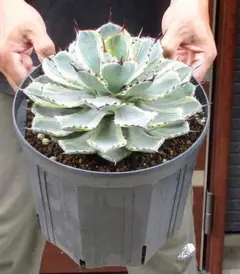 2025年最新】吉祥冠錦の人気アイテム - メルカリ