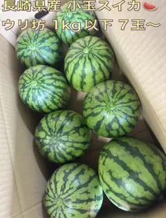 きたーーーーー‼️日本一の鳥取大栄すいか超特大‼️特別プライス