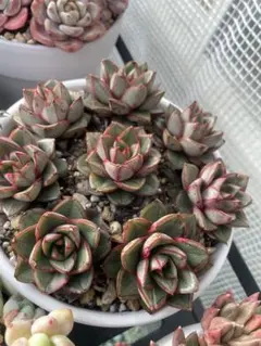 ツナミ錦 抜き苗 多肉植物 エケベリア 色斑入り - メルカリ