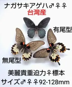 外国産蝶標本☆アカネアゲハ♀3exセット☆比国3産地☆裏翅画像・圧倒的