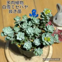 多肉植物　白雪ミセバヤ　抜き苗　根付き　こけし 多肉植物 白雪ミセバヤ 抜き苗 根付き こけし - メルカリ