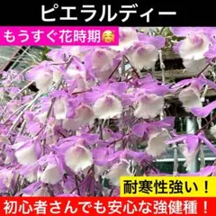 2025年最新】ピエラルディの人気アイテム - メルカリ