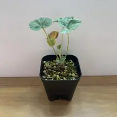 2025年最新】ペラルゴニウム ミラビレの人気アイテム - メルカリ