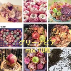 多肉植物種子☆グリーノビア mix 10粒のサムネイル
