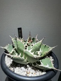 かいと様 リクエスト 2点 まとめ商品