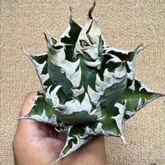 t*】様 【Lj_plants】Z008アガベ チタノタ 白鯨 極上強棘株 - メルカリ
