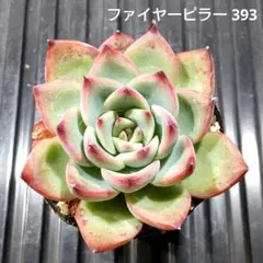ファイヤーピラー 393 エケベリア 多肉植物 抜き苗