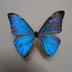 ⚠️限定格安⚠️外国産蝶標本‼️翔ぶ青の宝石お買い得セット５種類 外国産蝶標本‼️翔ぶ青の宝石❗貴重♀ヘレノールモルフォチョウ - メルカリ