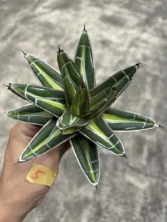 ウラオニ様 リクエスト 2点 まとめ商品