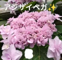 2026年最新】紫陽花 苗の人気アイテム - メルカリ