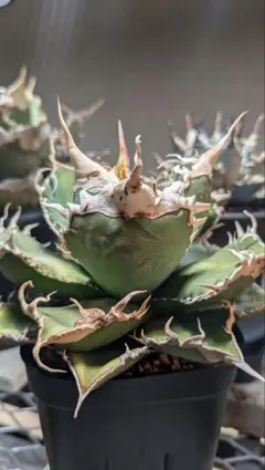 アガベ チタノタ 2023オテロイ実生 青葉 実生選抜 子株 AGAVE - メルカリ