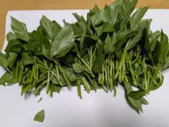 モロヘイヤ　ツルムラサキ　ネバネバセット　無農薬のサムネイル