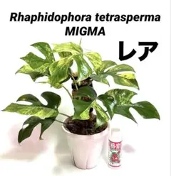 超極太 モンステラ トップカット 葉付き 全長100cm - メルカリ