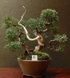 2026年最新】真柏の人気アイテム - メルカリ