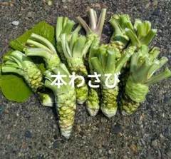 生わさび 大小混合 1kg分 - メルカリ