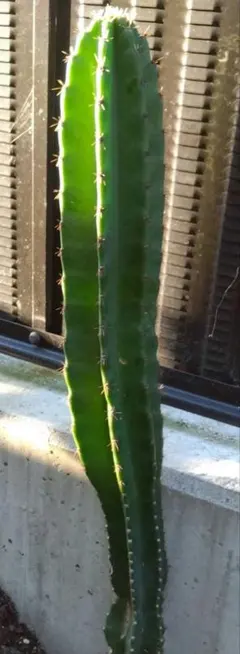 弁慶柱 自根 発根済 高さ19cm ドライガーデン 弁慶柱 自根 発根済 高さ19cm ドライガーデン 2025年最新】柱