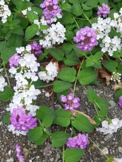 sakura様 リクエスト 2点 まとめ商品